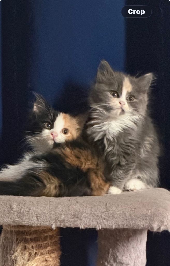 Persian doll x British kittens 