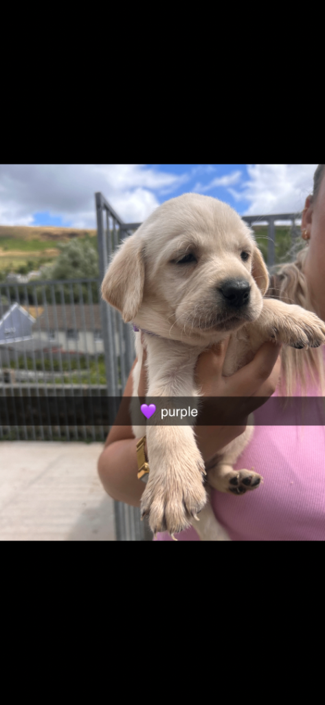  Labrador retriever pups 