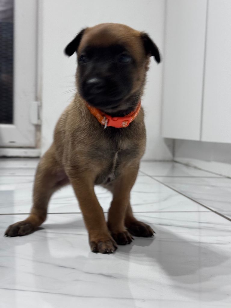 Beautiful Belgian Malinois puppies