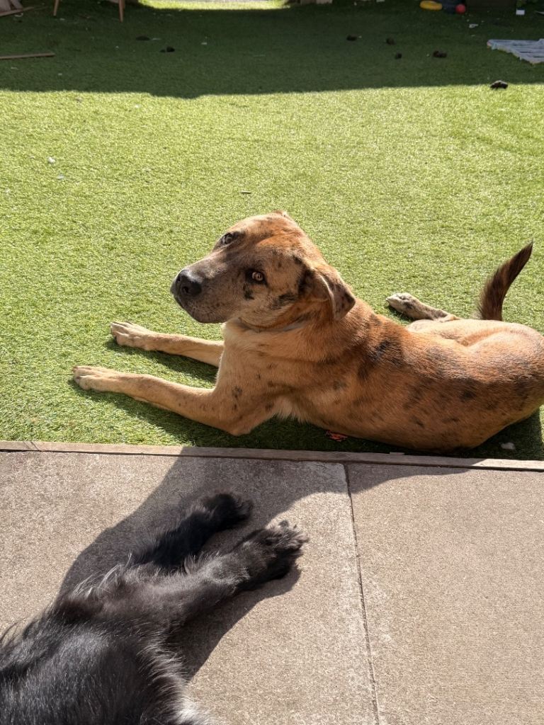 Shadow looking for a new home 