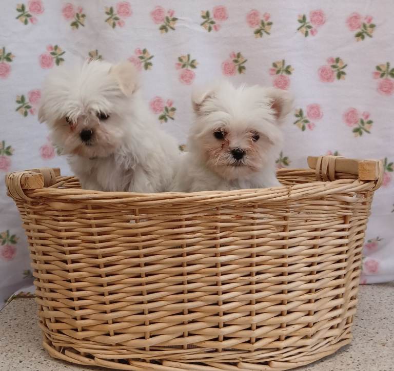 Korean maltese