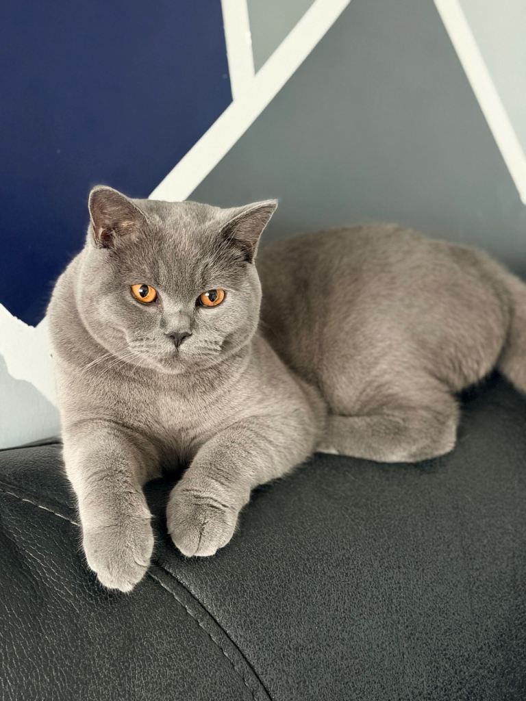 British Shorthair Blue Male Cat 1Yrs Old With Papers