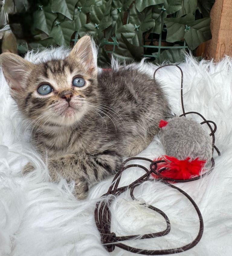 RAGDOLL MIX KITTENS 