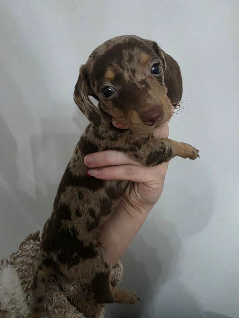 Miniature Dachshund puppies  