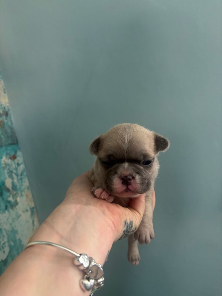 Beautiful French bulldogs