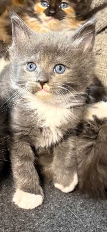 Maine coon kittens