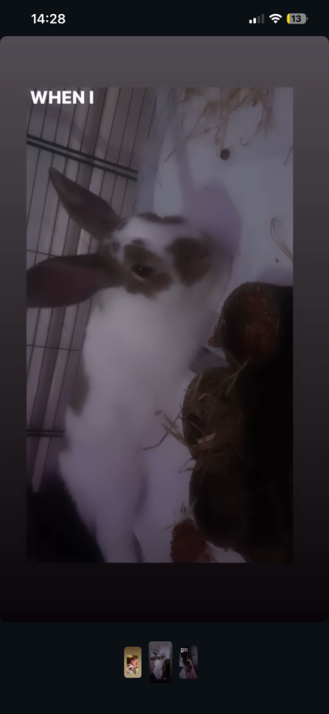 prince the rabbit