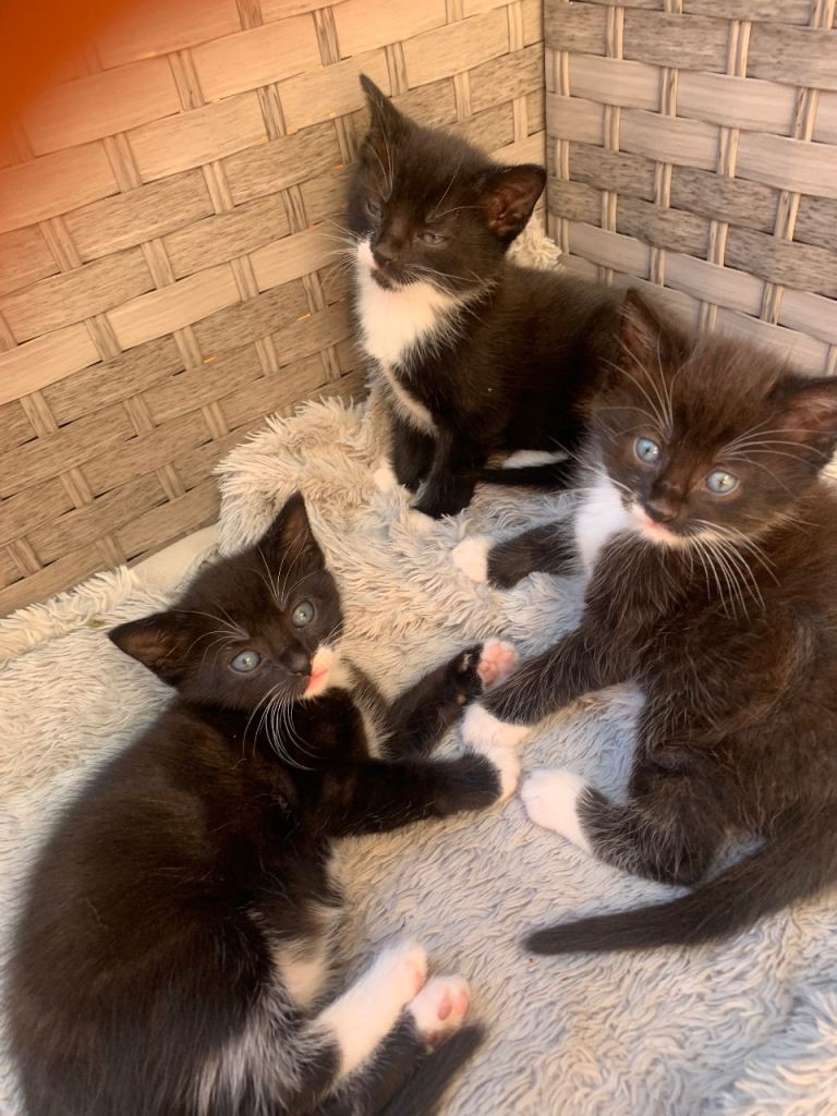 Adorable kittens 