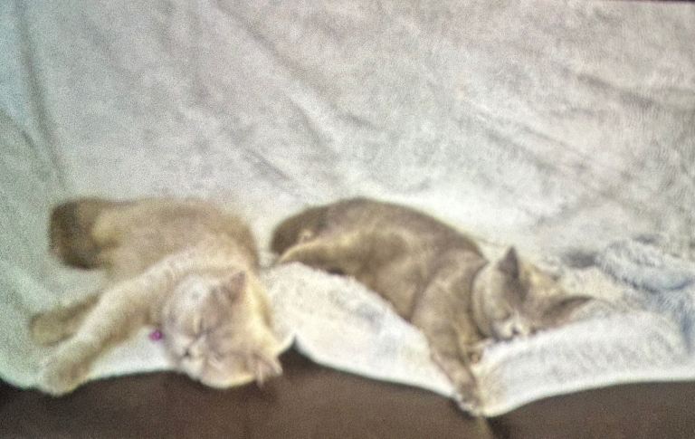 💙 Male & Female British Shorthair 🩷 (OPEN TO SENSIBLE OFFERS)