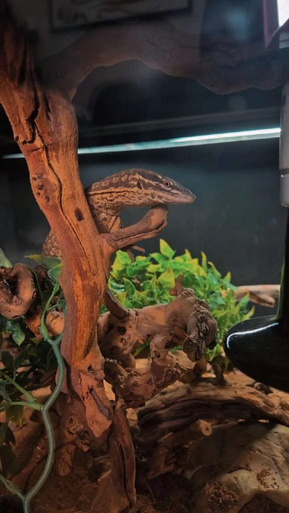 Ackie monitor (Varanus acanthurus) for sale
