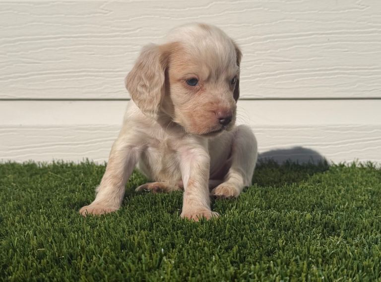 1 Left Gorgeous cocker spaniel pups 