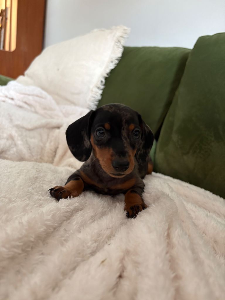 Miniature Dachshund Female Dapple Puppy For Sale 