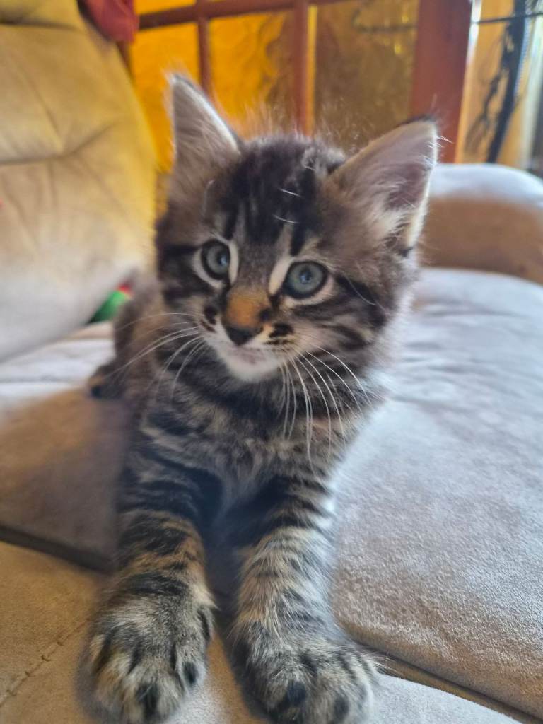 Maine coon x kittens