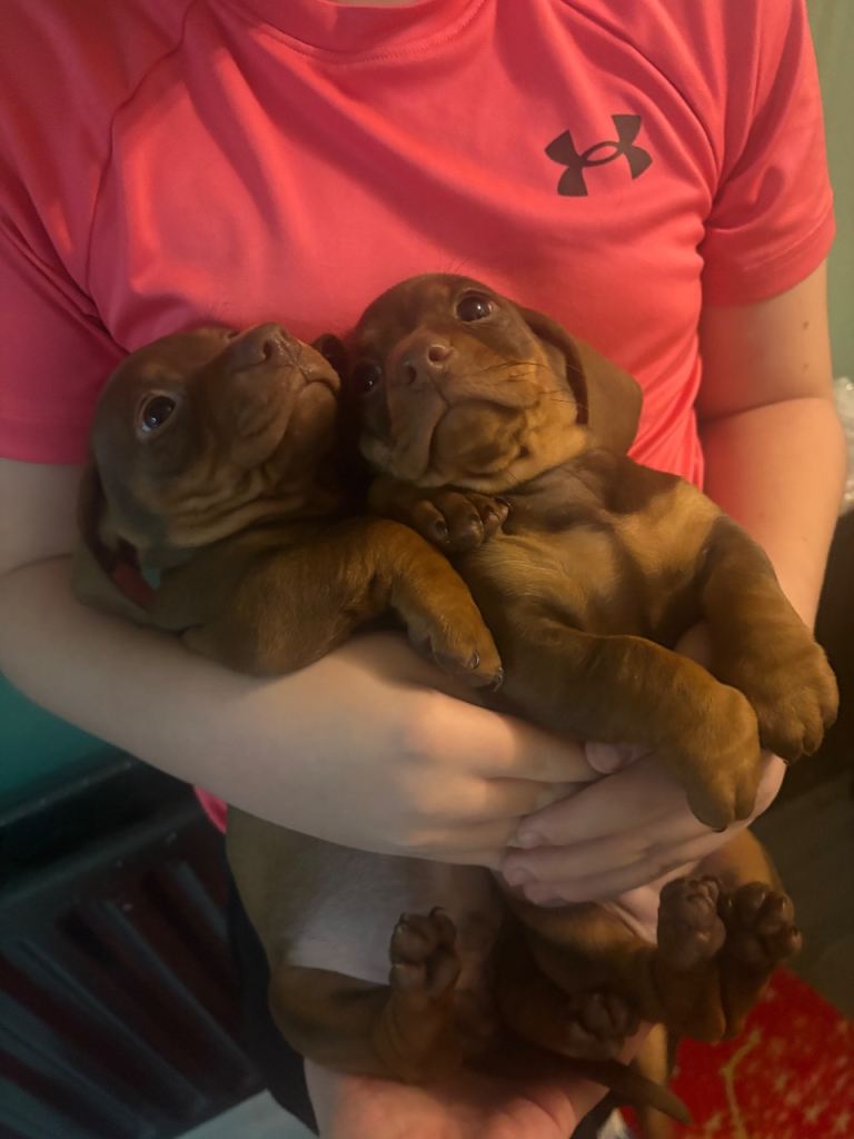 Dachshund pups