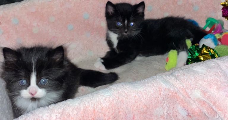 Cute Adorable Kittens for Sale