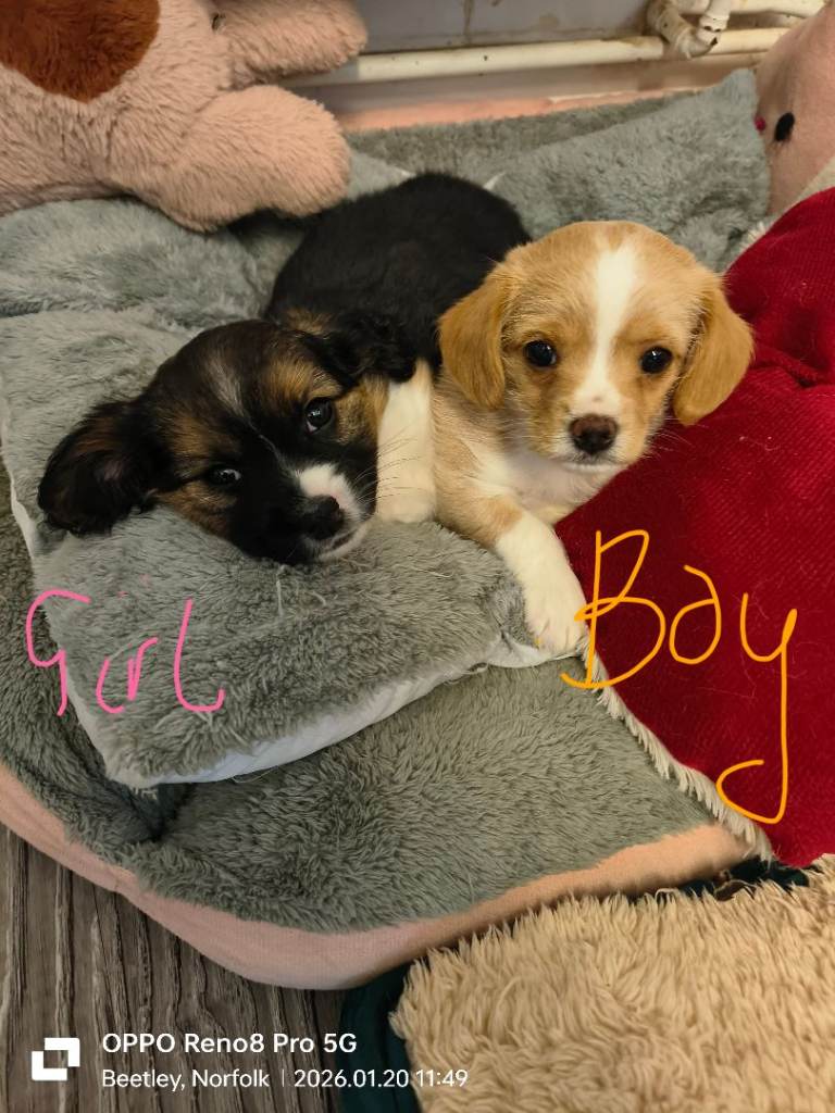 Cavajack x chorkies pups 