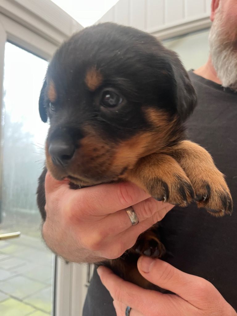 -Beautiful Rottweiler puppies (Burton on Trent)