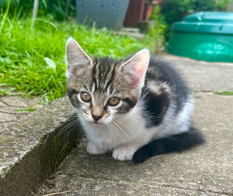 Tabby & White kitten is now looking for his forever loving home.