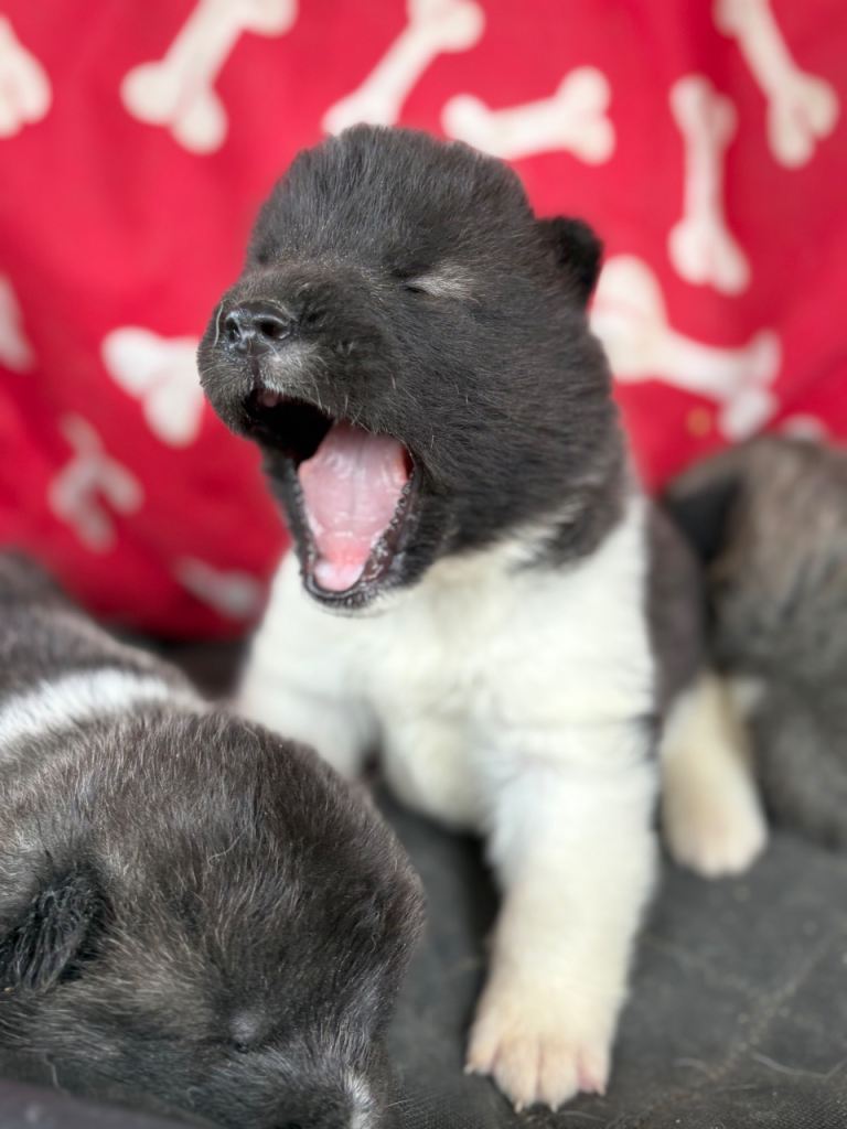 Quality KC registered American Akita Puppies