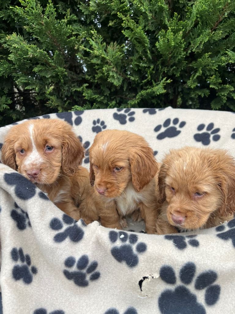 3 beautiful cocker spaniels