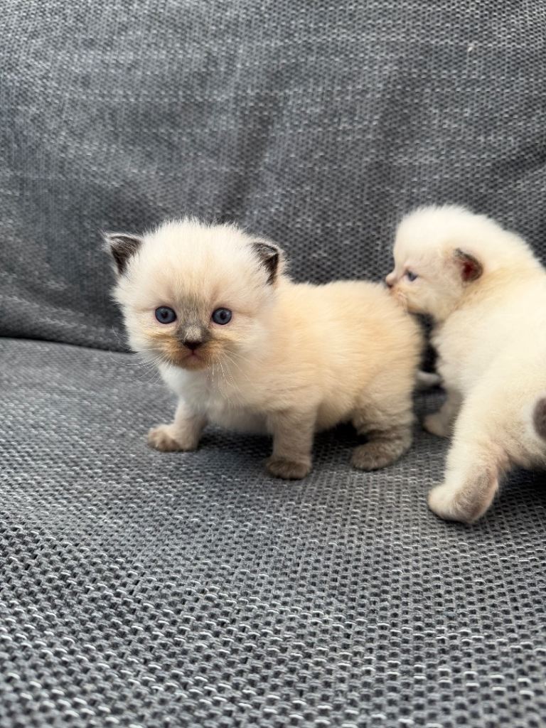 Ragdoll kitten
