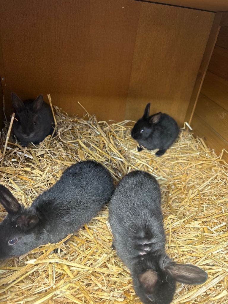 Baby mixed breed lion heads 