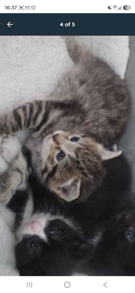 Girl kitten 12 week old