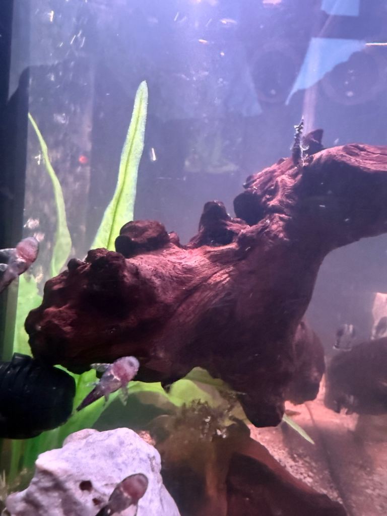 Baby plecos for sale