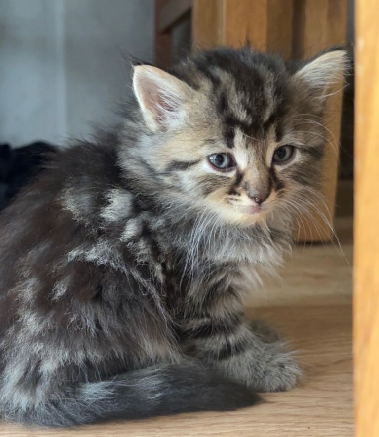 Kittens for SALEEEE!! 