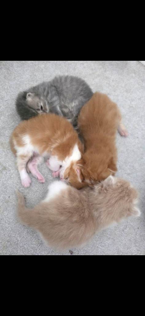 Adorable Ragdoll x Persian Kittens.