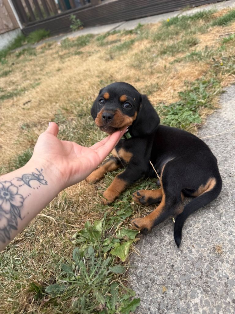 Dashalier (cavalier King Charles / mini daschound 