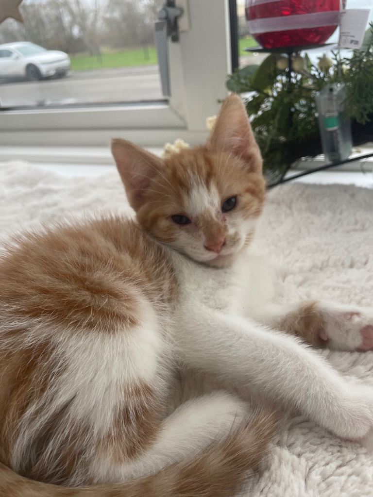 Kittens looking for a forever family 