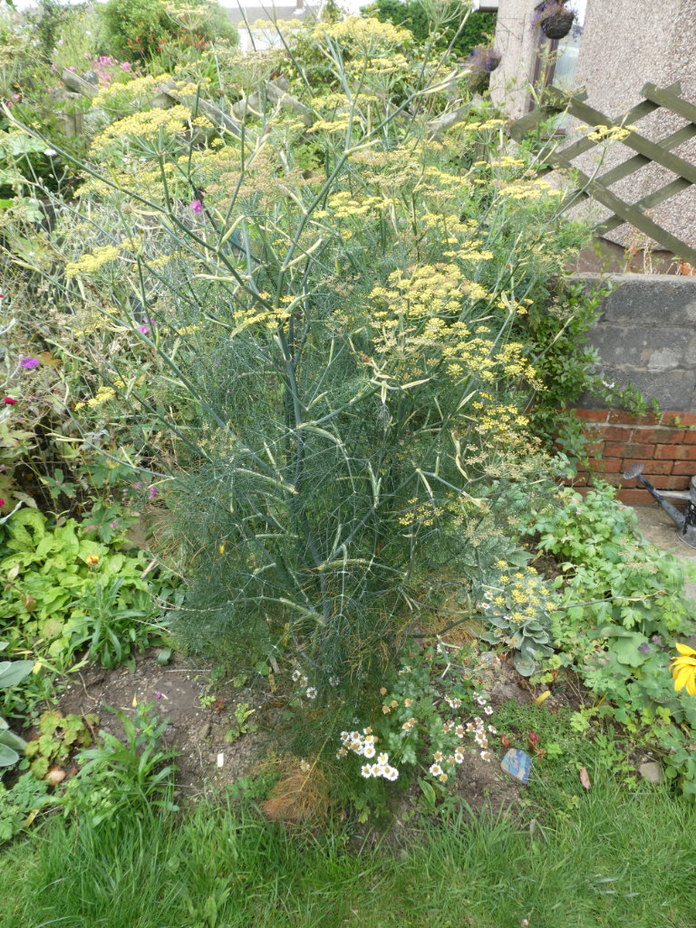 BRONZE FENNEL HERB plants, seedlings or seeds, superb perennial ornamental foliage ...& edible too!