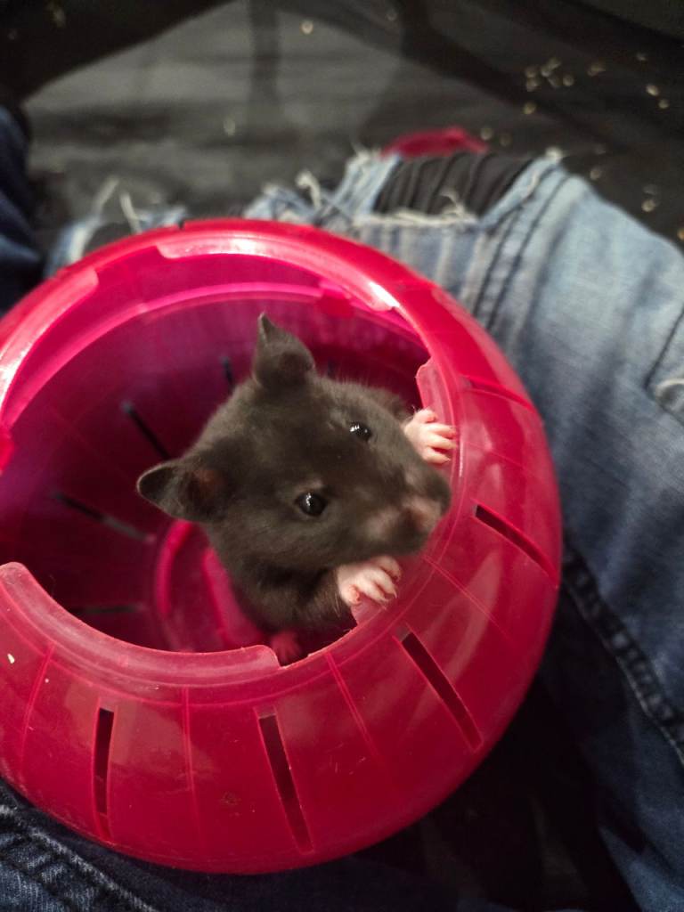 Syrian hamster