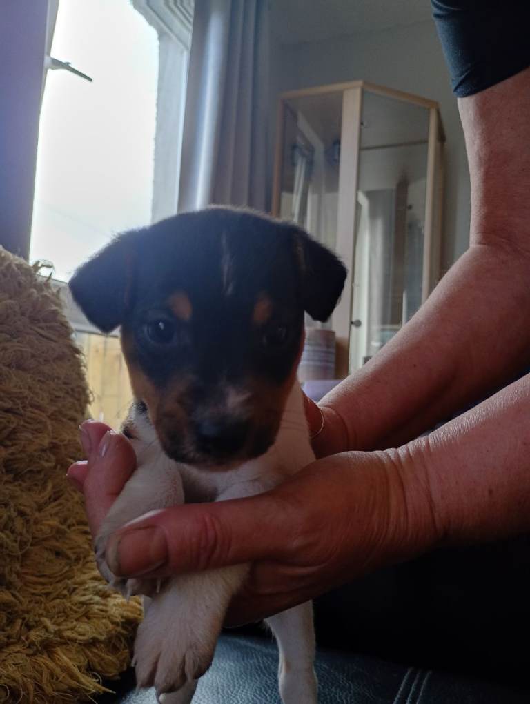 Gorgeous jack Russell pups 