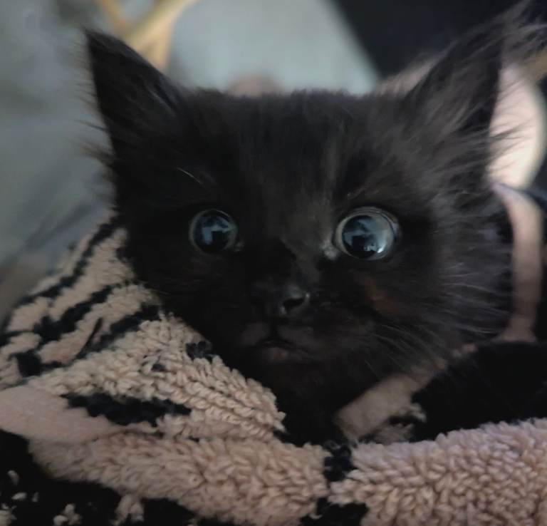 Orphan Kitten Needs Help! 