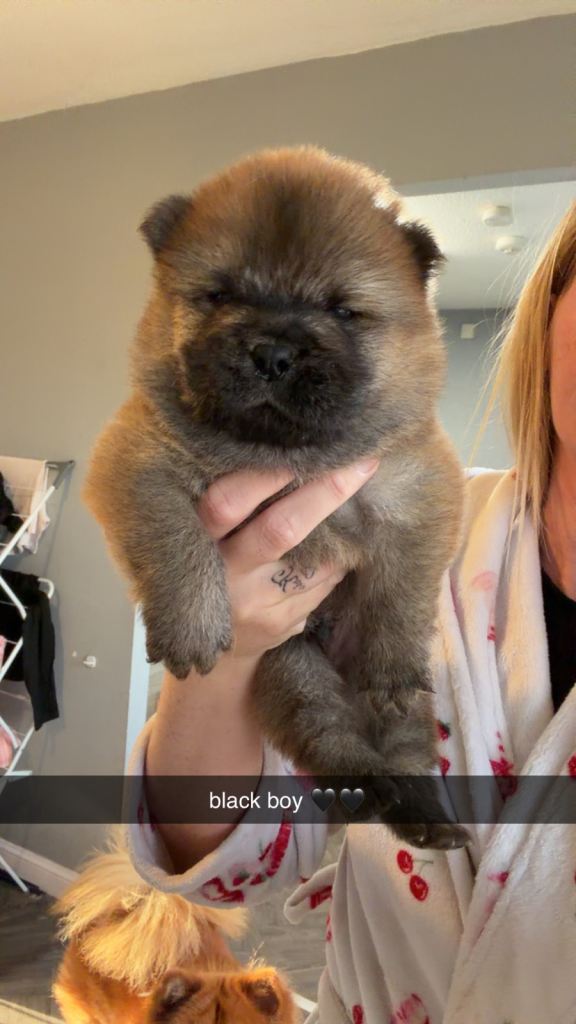 2 gorgeous male chow chows for sale 