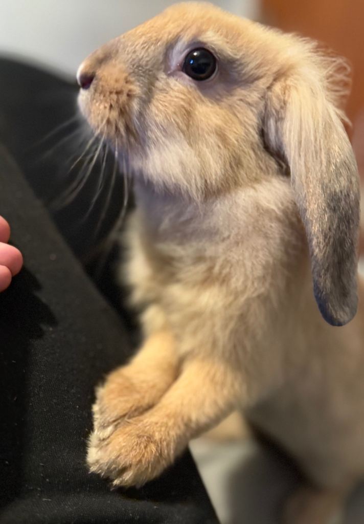 Male rabbit  and female rabbit 