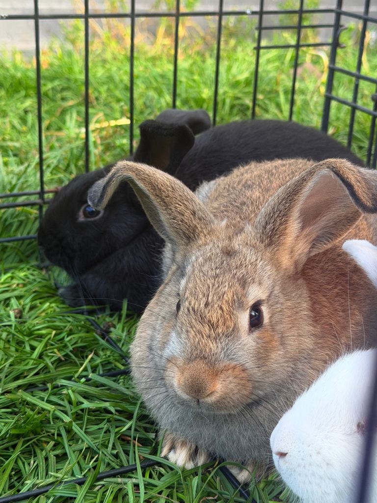 Baby Rabbits 