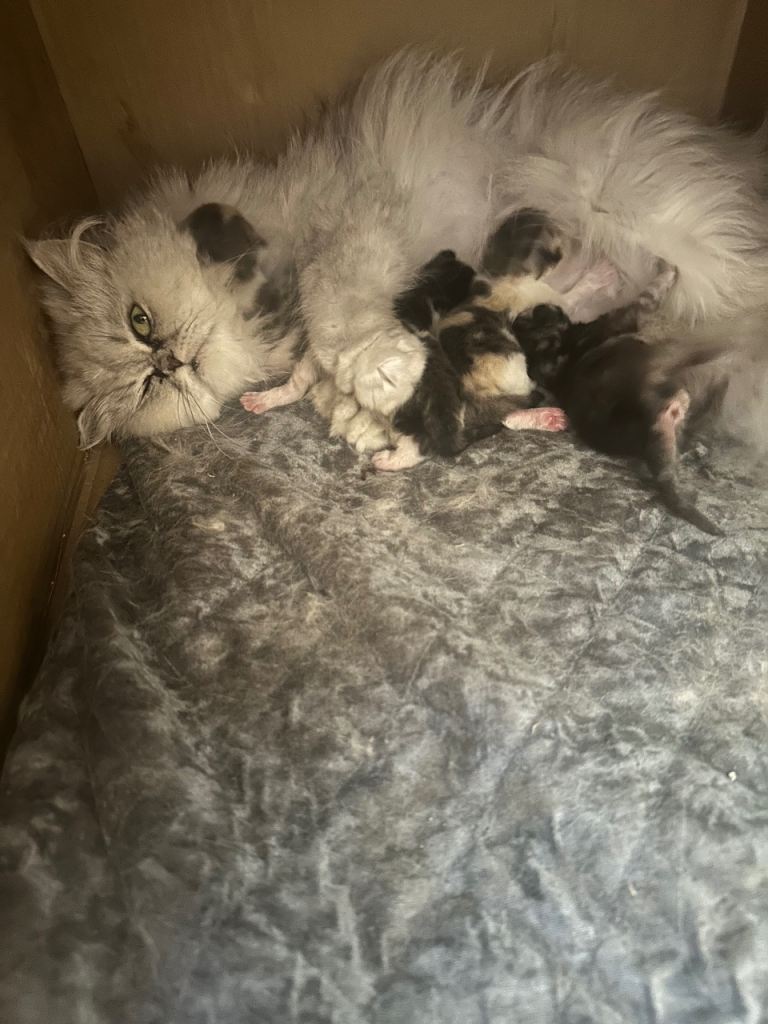 Absolutely beautiful Persian chinchilla kittens 
