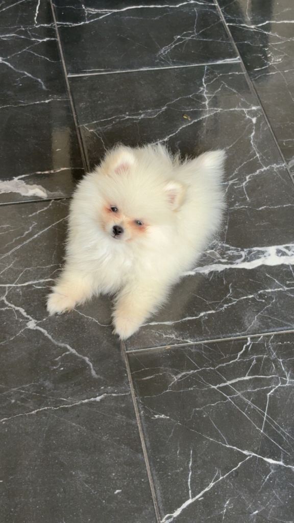 Pomeranian puppy for sale