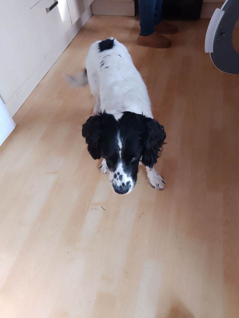 Beautiful English Springer Spaniel for sale