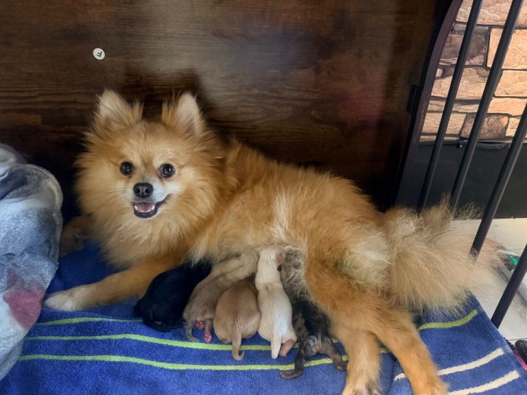 Pomchi puppies for sale 