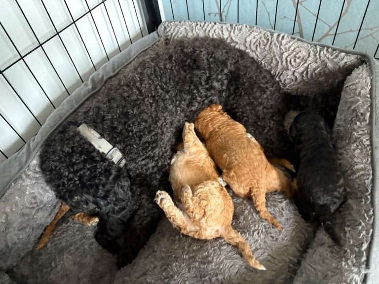 1 beautiful cavapoo puppy looking for her forever home