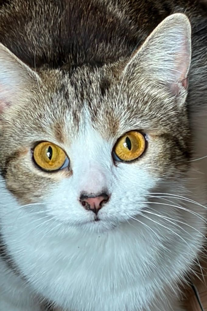 2 British shorthair kittens 