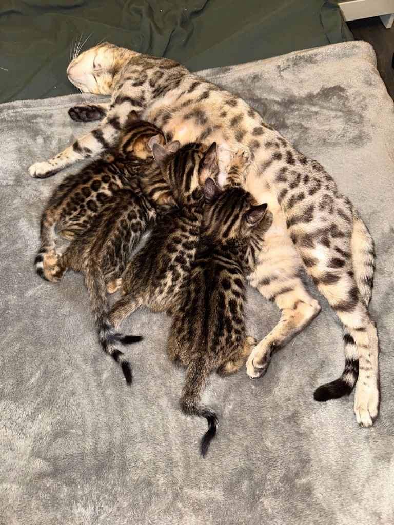 Bengal kittens for sale