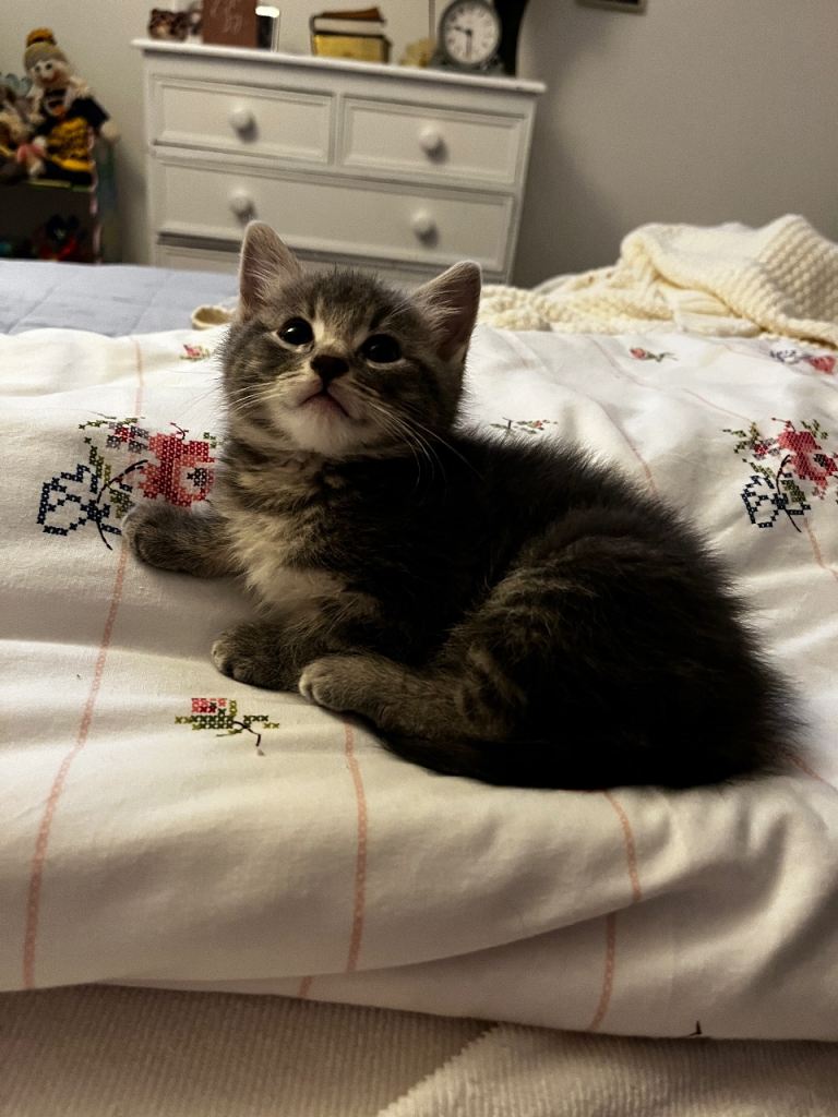 9 week old grey kitten