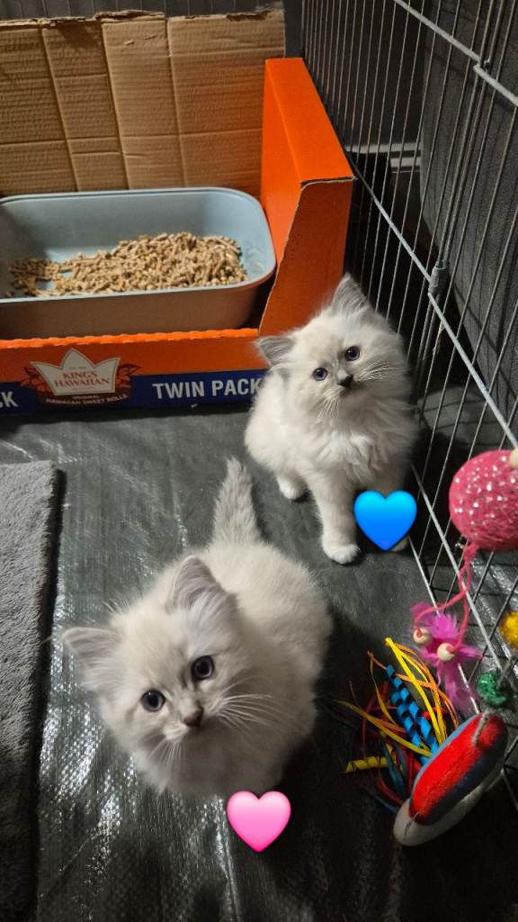 NOW RESERVED Ragdoll Kittens 