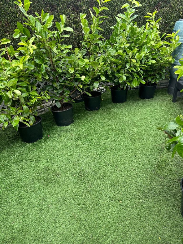 Laurel Hedging Plants in Pots 
