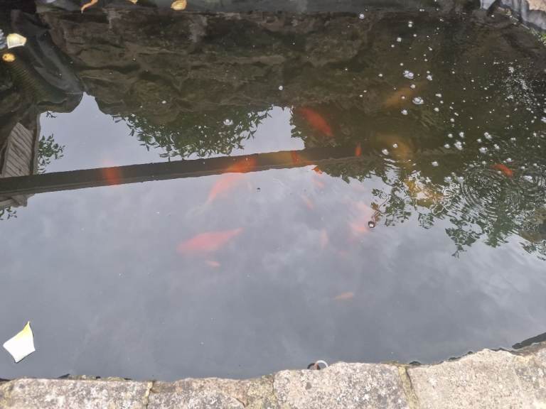 20 baby goldfish to a good home